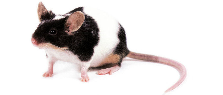 Quels sont les sons qui pourraient perturber les souris ?